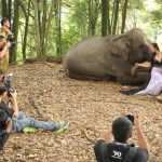 Para peserta lomba sedang memotret seorang model bersama satwa gajah.