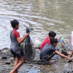 Sekelompok anak-anak sedang asyik memunguti ikan hasil dari gropyok ikan di Sumber Jembangan. Foto: MUJI HARJITA/ BANGSAONLINE