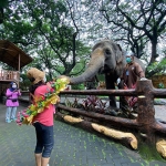 Salah satu pertunjukan yang ditampilkan di Kebun Binatang Surabaya