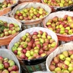 Penampakan apel yang dijajakan di pasar buah.