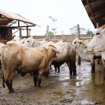 Sapi-sapi dari Program Korporasi Sapi Kementerian Pertanian RI. foto: ist.