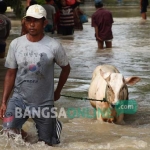 Salah satu warga Ledok Kulon, Bojonegoro saat sedang mengungsikan hewan ternaknya pada banjir yang terjadi pada awal bulan Desember kemarin. foto: EKY NURHADI/ BANGSAONLINE