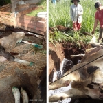 Satu per satu sapi milik peternak di Dusun Jeding mati dalam sepekan terakhir.