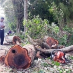 Bekas penebangan liar pohon sonokeling. foto: SUPARDI/ BANGSAONLINE