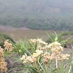 Pesona bunga edelweiss yang tumbuh di sekitar kawah di Puncak Gunung Kelud. (foto: MUJI HARJITA/ BANGSAONLINE)