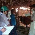 Petugas vaksinator saat menyuntikkan vaksin sapi ternak di Pengarengan. (Foto: MUTAMMIM/ BANGSAONLINE.com)