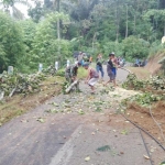 Personel Babinsa dan Bhabinkamtibmas bersama warga sedang membersihkan pohon tumbang.