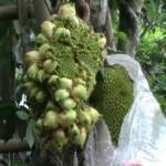 Inilah pohon ajaib itu. Di tengah-tengah nangka itu tumbuh buah pisang. Foto: detik.com/Syaiful Kusmandani 