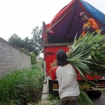 Komunitas Peternak Kambing Etawas "Mas Kumambang" Kota Kediri siap mengirim pakan ternak kepada warga terdampak Gunung Semeru di Lumajang. foto: ist.