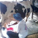 Seorang peternak sapi perah sedang memeras susu.