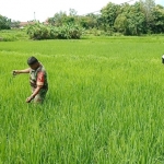 Sertu Ramli, Babinsa Koramil 0826-01 Pamekasan turun ke sawah membantu warga desa binaan membersihkan tanaman padi dari hama rumput.