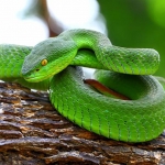 Ilustrasi ular Viper Hijau (Trimeresurus Albolabrisse).