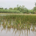 Tanaman padi milik petani yang terendam air.