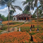 Taman Bunga Amarilis Gunungkidul Yogyakarta. Foto: Ist