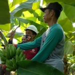 Salah satu Petani Green Belt PT Semen Indonesia (Persero) Tbk (SIG) Pabrik Tuban saat memanen pisang. (foto: ist).