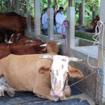 Di antara hewan ternak sapi di Gresik yang terjangkit PMK. foto: SYUHUD/ BANGSAONLINE