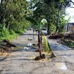 Puluhan pohon pisang yang ditanam di tengah jalan rusak oleh warga Desa Sukoharjo, Kecamatan Senori, Kabupaten Tuban.