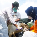 Petugas DKPP Kabupaten Kediri saat mengecek hewan ternak. Foto: Ist