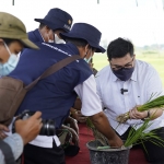 Bupati Kediri Hanindito Himawan Pramana saat melihat tanaman padi. foto: ist.
