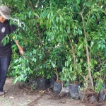 Pohon jenis ficus yang sudah disiapkan untuk ditanam di Buffer zone CA Manggis Alas Simpenan. Foto: Ist