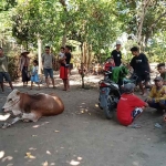 Warga Kecamatan Tongas, Kabupaten Probolinggo, saat menemukan seekor sapi yang diduga hasil curian.