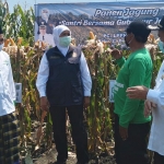 Gubernur Jatim Khofifah Indar Parawansa saat menghadiri panen jagung bersama Wabup Pasuruan Mujib Imron.