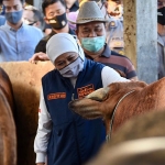 Gubernur Jawa Timur, Khofifah Indar Parawansa saat mengunjungi dua peternakan sapi di Desa Wonokromo, Kecamatan Tikung, Kabupaten Lamongan, Rabu (22/7/2020) siang. (foto: ist).