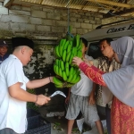 Anggota DPRD Jatim Deni Prasetya panen pisang cavendish di Dusun Geladak Langsep, Desa Sumber Jambe, Jember. Foto: Ist.