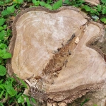 Salah satu pohon jati yang telah ditebang di area Sumber Air Beduk, Kecamatan Ngadiluwih, Kabupaten Kediri, Foto: ist.