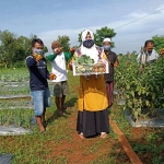 Masyarakat petani di Bandang Dajah saat panen sayuran yang penanamannya didampingi PHE WMO.