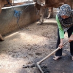 Siti saat mengumpulkan kotoran sapi di kandangnya. (foto: MUJI HARJITA/ BANGSAONLINE)