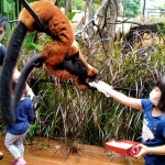 Keseruan pengunjung saat berinteraksi dengan cara memberikan pakan lemur. (foto: ist)