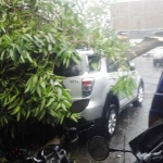 Salah satu mobil yang parkir di Mako Polres Ngawi tertimpa pohon mangga.