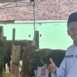 Idul Adha 1444 H, PKS Jawa Timur menyerahkan sapi kurban untuk PWNU dan PWM Jatim. Foto: Ist.