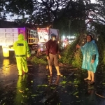 Petugas BPBD Kabupaten Pasuruan dibantu relawan FPRB saat memotong pohon yang tumbang di Bundaran Apolo. 