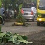 Jalan raya Berbek-Guyangan oleh warga ditanami pohon pisang.(Soewandito/BangsaOnline.com)