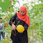 Gubernur Khofifah saat mencicipi golden melon di sela peresmian Green House Masjid Al-Akbar Surabaya (MAS).
