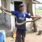 Warga Desa Pilang, Kecamatan Wonoayu, Sidoarjo, Hasan, saat memamerkan ular sanca tangkapannya.