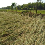 Ratusan hektar tanaman padi di Desa Pomahan, Kecamatan Baureno, Bojonegoro roboh setelah disapu angin kencang, kemarin. foto: EKY NURHADI/ BANGSAONLINE