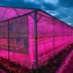 Pemanfaatan sinar UV pada tanaman hidroponik. (foto: ist)