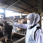Gubernur Jawa Timur Khofifah Indar Parawansa saat meninjau peternakan yang terindikasi Penyakit Mulut dan Kuku (PMK) pada sapi di Lamaongan, Ahad (8/5/2022). Foto: Humas Pemprov Jatim