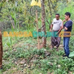 Camat Pasrepan, R. Didik Subihandoko, meninjau lokasi kebun durian milik Kepala Desa Pancuran. Foto: SUPARDI/BANGSAONLINE