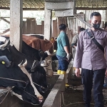 Petugas saat melakukan vaksinasi PMK pada sebuah peternakan di Junrejo, Kota Batu.