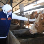 Gubernur Khofifah saat meninjau peternakan sapi.