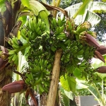 Pohon pisang yang tumbuh dengan enam tundun banyak menuai keheranan warga. foto: CATUR A/ BANGSAONLINE