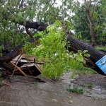 Kondisi warung di Banyuwangi milik janda berusia 65 tahun yang hancur tertimpa pohon trembesi berukuran besar.