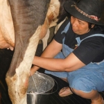 Warga Dusun Brau saat melakukan aktivitas memerah susu sapi. (foto: ist)