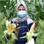Antisipasi dampak El Nino, Pemkot Surabaya melakukan penanaman sembilan bahan pangan pengganti padi (dok. RRI)