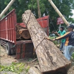 Hasil curian kayu Sonokeling diangkut truk. foto: ist.