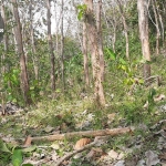 Kawasan Hutan Tulungagung Selatan yang diduga menjadi lokasi kemunculan harimau.